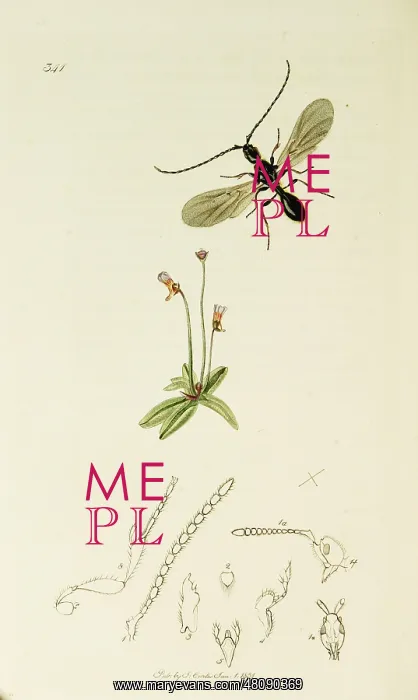 : Curtis British Entomology Plate 341 : Curtis British Entomology Plate 341