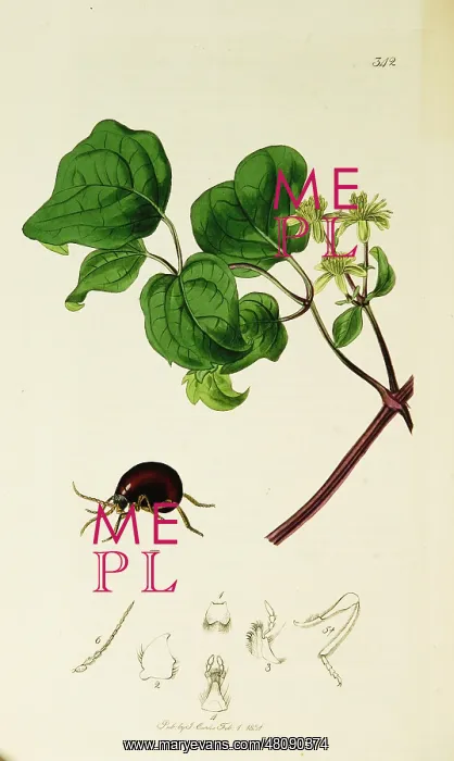 : Curtis British Entomology Plate 342 : Curtis British Entomology Plate 342