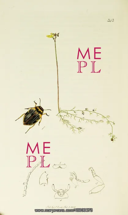 : Curtis British Entomology Plate 343 : Curtis British Entomology Plate 343