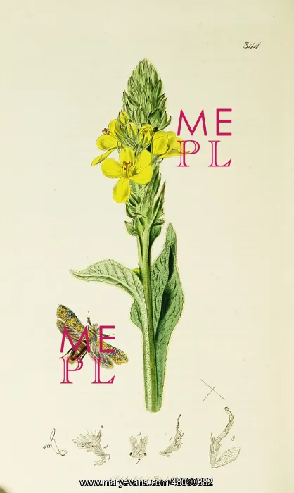 : Curtis British Entomology Plate 344 : Curtis British Entomology Plate 344