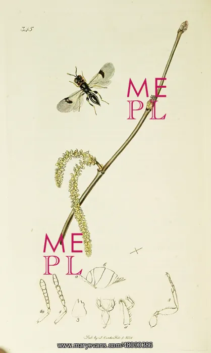 : Curtis British Entomology Plate 345 : Curtis British Entomology Plate 345