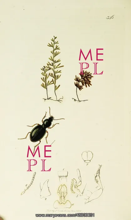 : Curtis British Entomology Plate 346 : Curtis British Entomology Plate 346
