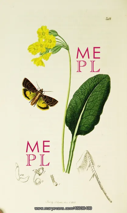  : Curtis British Entomology Plate 348