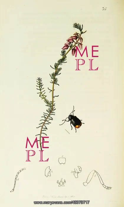 : Curtis British Entomology Plate 35 : Curtis British Entomology Plate 35