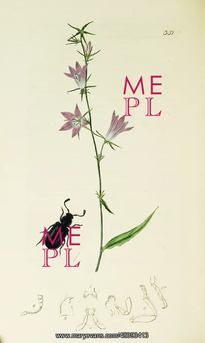 : Curtis British Entomology Plate 351 : Curtis British Entomology Plate 351