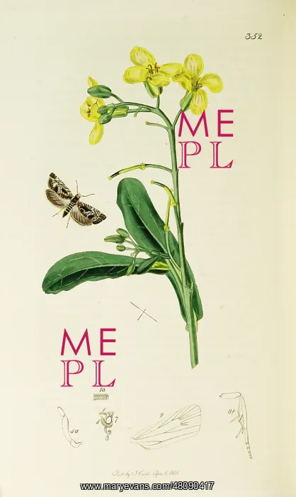 : Curtis British Entomology Plate 352 : Curtis British Entomology Plate 352