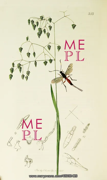 : Curtis British Entomology Plate 353 : Curtis British Entomology Plate 353