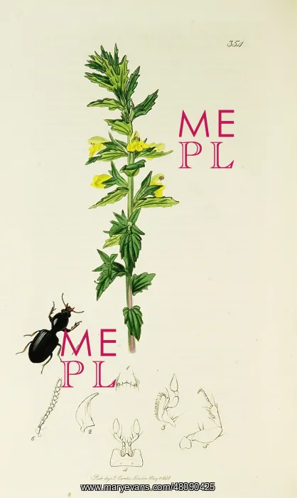 : Curtis British Entomology Plate 354 : Curtis British Entomology Plate 354