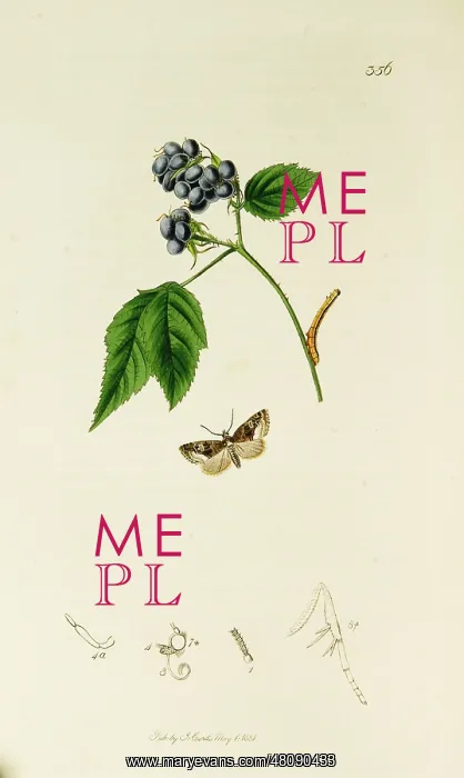 : Curtis British Entomology Plate 356 : Curtis British Entomology Plate 356
