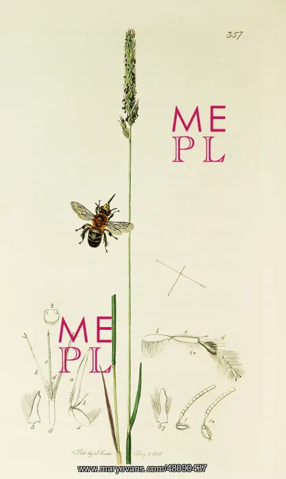: Curtis British Entomology Plate 357 : Curtis British Entomology Plate 357