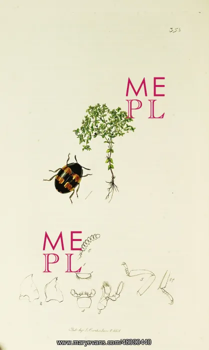 : Curtis British Entomology Plate 358 : Curtis British Entomology Plate 358