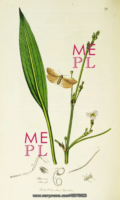: Curtis British Entomology Plate 36 : Curtis British Entomology Plate 36