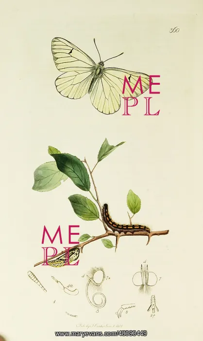 : Curtis British Entomology Plate 360 : Curtis British Entomology Plate 360