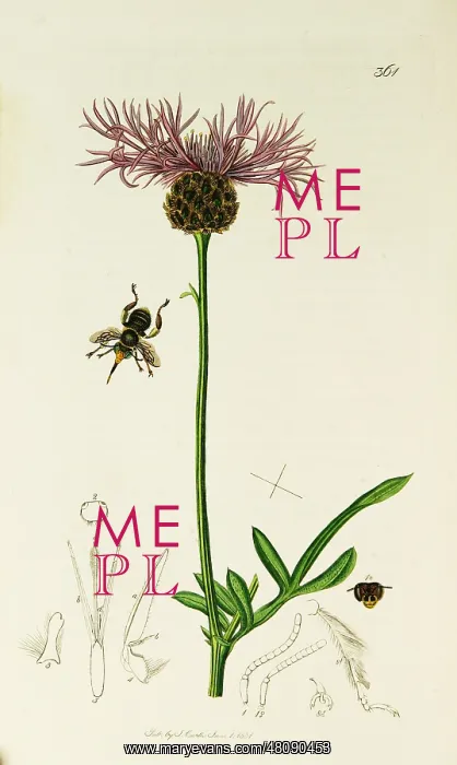  : Curtis British Entomology Plate 361