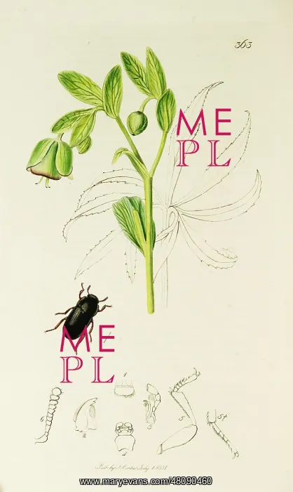 : Curtis British Entomology Plate 363 : Curtis British Entomology Plate 363