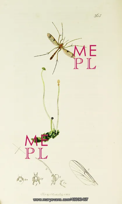 : Curtis British Entomology Plate 365 : Curtis British Entomology Plate 365
