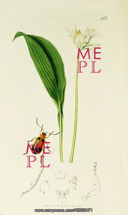 : Curtis British Entomology Plate 366 : Curtis British Entomology Plate 366