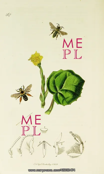 : Curtis British Entomology Plate 367 : Curtis British Entomology Plate 367