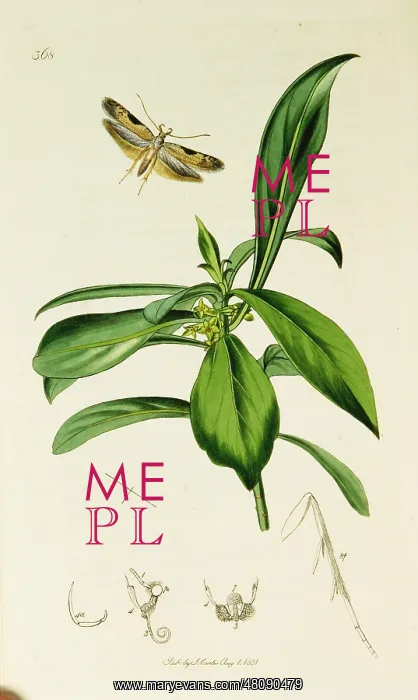  : Curtis British Entomology Plate 368