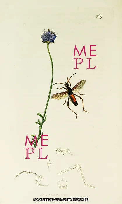 : Curtis British Entomology Plate 369 : Curtis British Entomology Plate 369