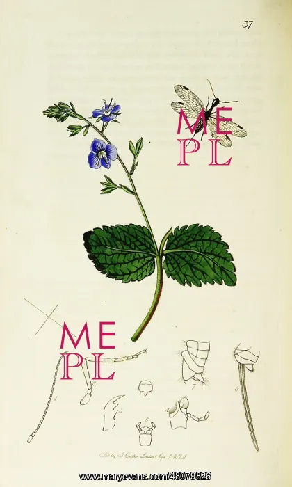 : Curtis British Entomology Plate 37 : Curtis British Entomology Plate 37