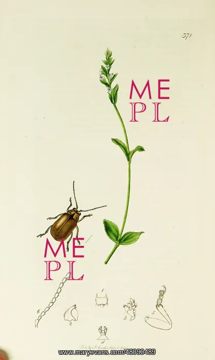 : Curtis British Entomology Plate 371 : Curtis British Entomology Plate 371