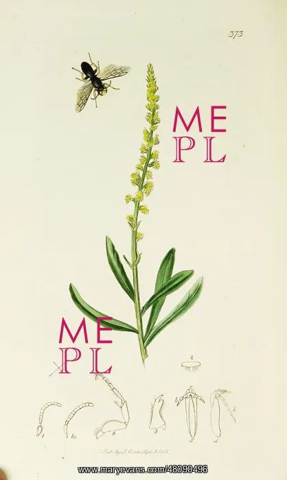 : Curtis British Entomology Plate 373 : Curtis British Entomology Plate 373