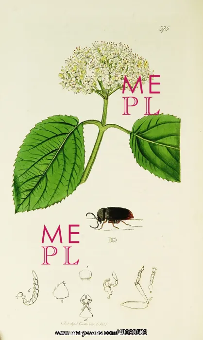 : Curtis British Entomology Plate 375 : Curtis British Entomology Plate 375