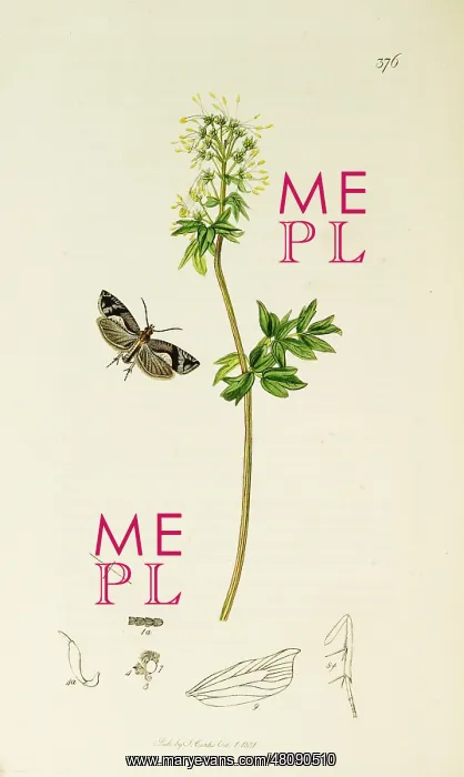 : Curtis British Entomology Plate 376 : Curtis British Entomology Plate 376