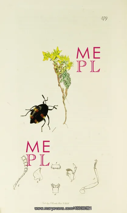 : Curtis British Entomology Plate 379 : Curtis British Entomology Plate 379