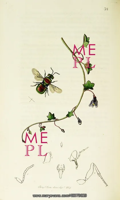 : Curtis British Entomology Plate 38 : Curtis British Entomology Plate 38