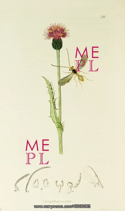 : Curtis British Entomology Plate 380 : Curtis British Entomology Plate 380