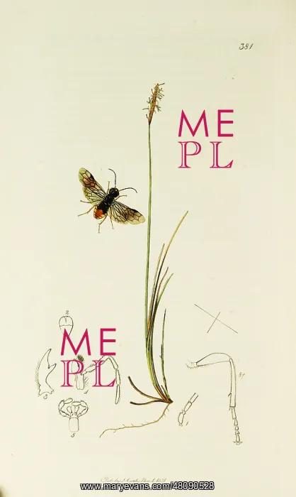 : Curtis British Entomology Plate 381 : Curtis British Entomology Plate 381