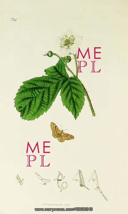 : Curtis British Entomology Plate 384 : Curtis British Entomology Plate 384