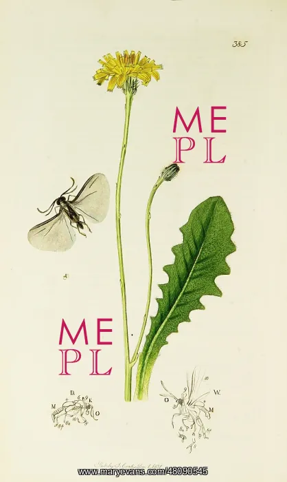 : Curtis British Entomology Plate 385 : Curtis British Entomology Plate 385