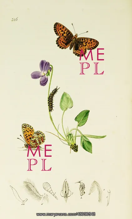 : Curtis British Entomology Plate 386 : Curtis British Entomology Plate 386