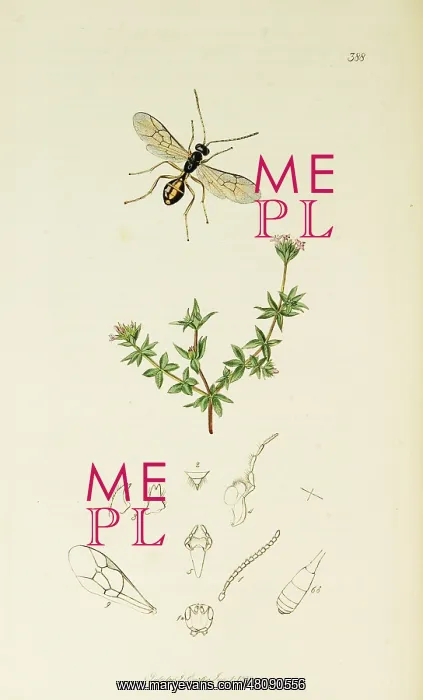 : Curtis British Entomology Plate 388 : Curtis British Entomology Plate 388