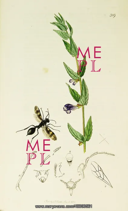 : Curtis British Entomology Plate 389 : Curtis British Entomology Plate 389