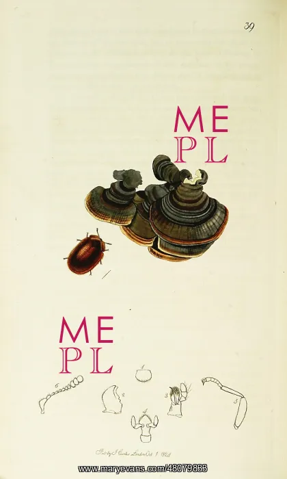 : Curtis British Entomology Plate 39 : Curtis British Entomology Plate 39