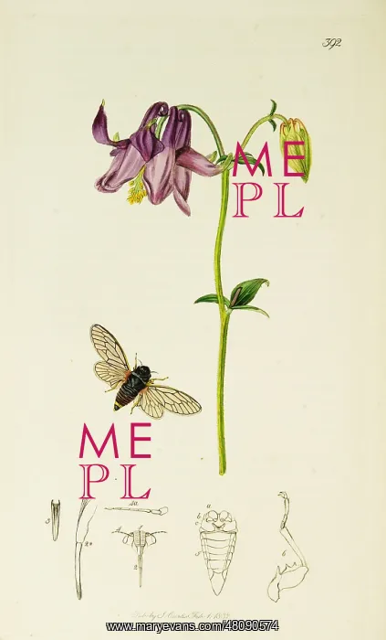 : Curtis British Entomology Plate 392 : Curtis British Entomology Plate 392