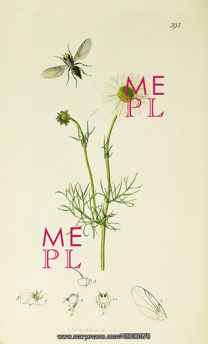 : Curtis British Entomology Plate 393 : Curtis British Entomology Plate 393