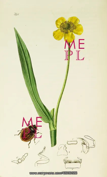 : Curtis British Entomology Plate 394 : Curtis British Entomology Plate 394