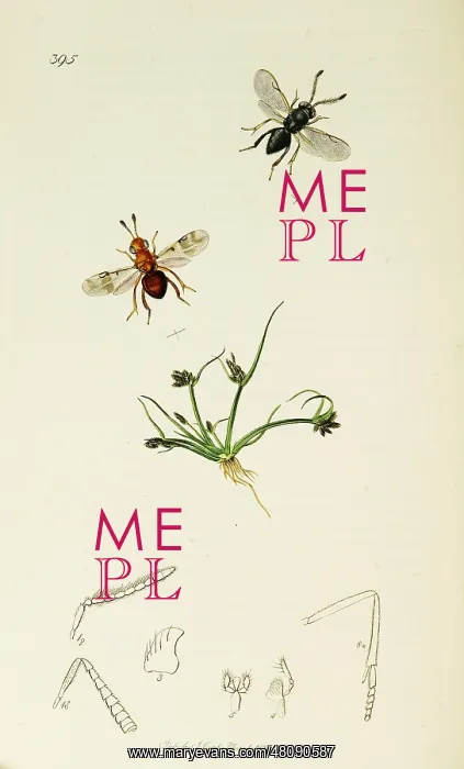 : Curtis British Entomology Plate 395 : Curtis British Entomology Plate 395