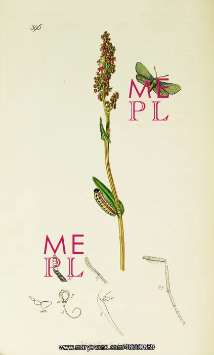  : Curtis British Entomology Plate 396