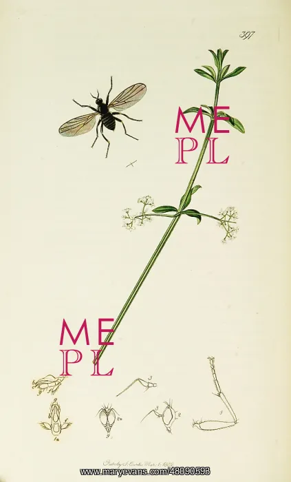 : Curtis British Entomology Plate 397 : Curtis British Entomology Plate 397