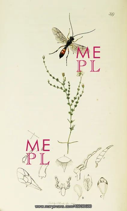 : Curtis British Entomology Plate 399 : Curtis British Entomology Plate 399
