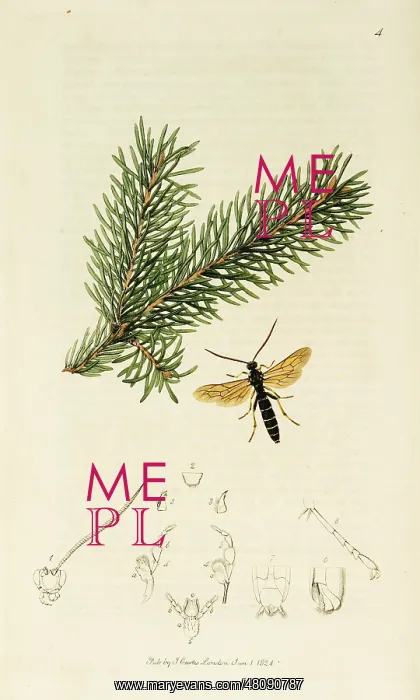 : Curtis British Entomology Plate 4 : Curtis British Entomology Plate 4