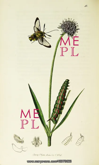 : Curtis British Entomology Plate 40 : Curtis British Entomology Plate 40