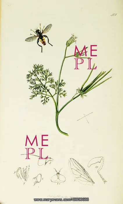 : Curtis British Entomology Plate 401 : Curtis British Entomology Plate 401