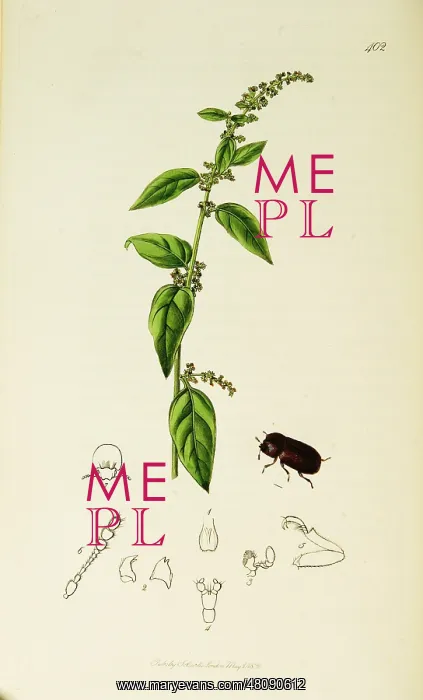 : Curtis British Entomology Plate 402 : Curtis British Entomology Plate 402